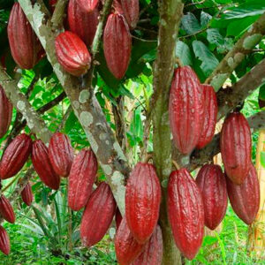 Cacao