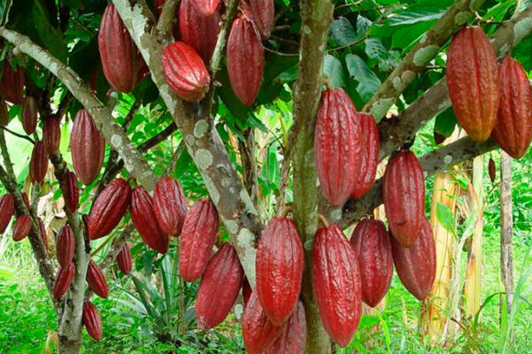 Cacao