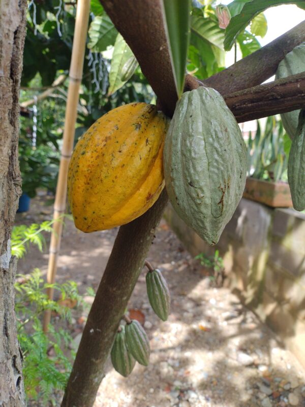 Cacao - Image 2