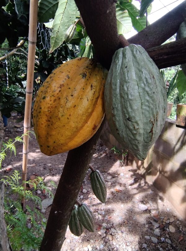 Cacao - Image 3